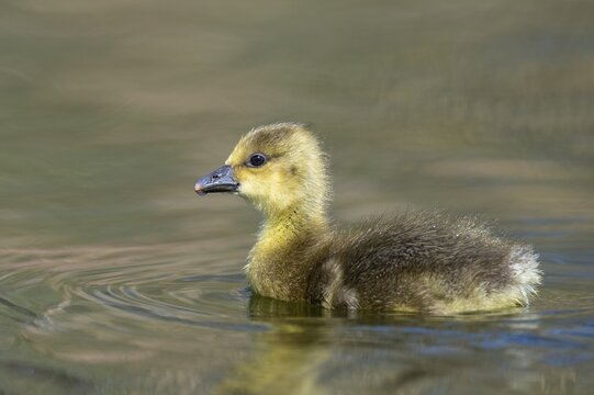 A grey goose (Anser anser) gosling, Hanover, Lower Saxony, Germany