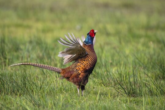 Courting pheasant (Common Pheasant), D&uuml;mmer, Lembruch, Lower Saxony, Germany