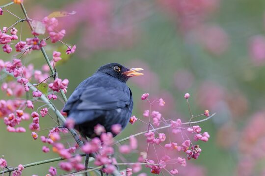 A common blackbird (Turdus merula) sits in a European spindle tree (Euonymus europaeus), and eats the fruit