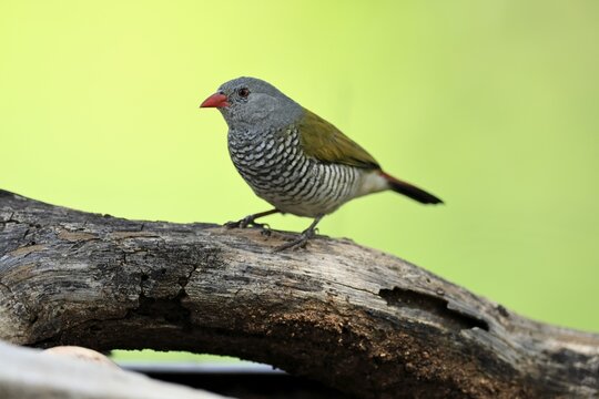 Colourfulastrid (Pytilia melba), adult, female, perched on a tree trunk, alert, Kruger National Park, South Africa