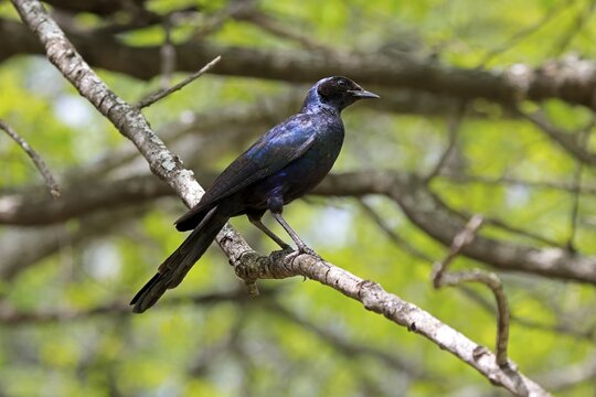 Southern Glossy Starling (Lamprotornis australis), adult, perched on a perch, in a tree, alert, Kruger National Park, South Africa