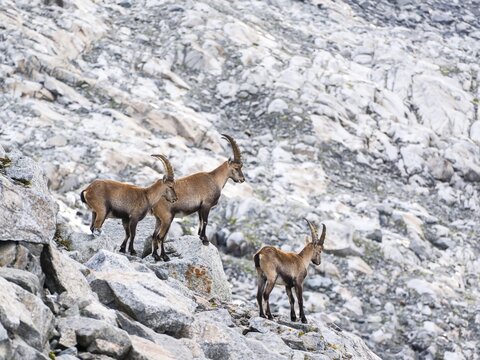 Ibex (Capra ibex), Venediger Group, Hohe Tauern National Park, Salzburg, Austria