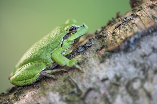 Tree frog (Hyla arborea), Zandvort, Netherlands