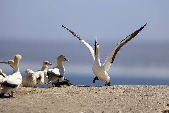 Cape Gannet (Morus capensis), adult, in flight, taking off, flying away, on land, coast, beach, Lamberts Bay, Western Cape, South Africa
