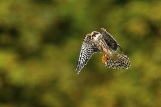 Lanner Falcon (Falco biarmicus), Neuhaus, Lower Saxony, Germany