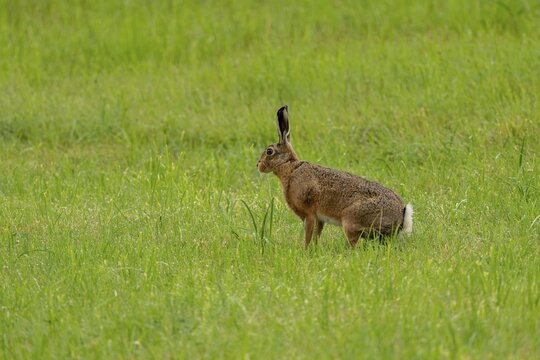 European hare (Lepus europaeus), Vulkaneifel, Rhineland-Palatinate, Germany