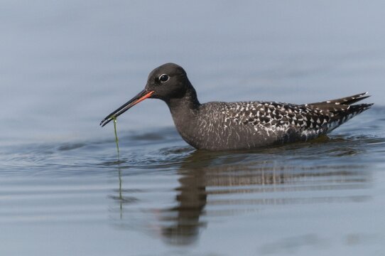 Dark water strider, spotted redshnak, tringa erythropus, birds, charadriiformes, limicoles, snipe birds, scolopacidae, birds, waders, waders