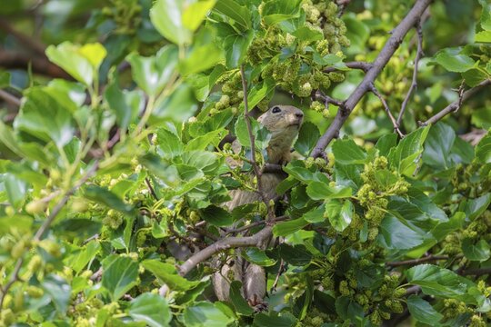 A fully grown ground squirrel (Spermophilus citellus) climbs a black mulberry tree (Morus nigra) (a rare sight) to reach the flowers. Austria