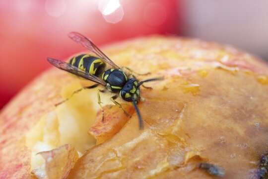 German wasp, real wasp, German wasp, hymenoptera, short-headed wasps, vespula germanica, on apple, on food, on fruit, apple, wrinkled wasps, insects, fruit, wasp, wasp