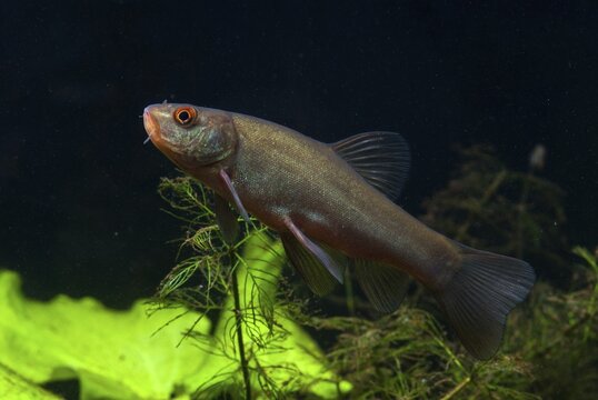 Schleie, Tench, Tinca Tinca, Doctor Fish, Fishes, Pisces