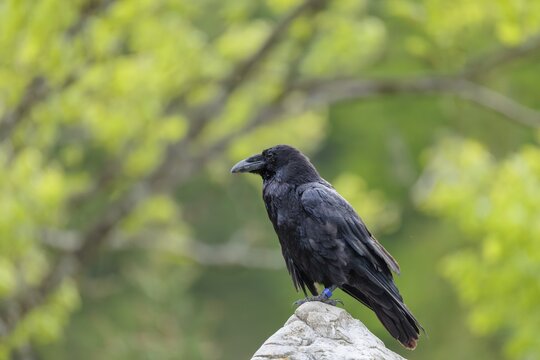 A common raven (Corvus corax) perches on a rock at the edge of a forest on a cloudy spring day. Austria