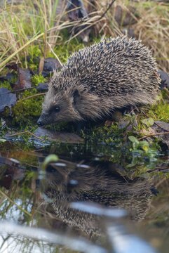 Erinaceus europaeus, hedgehog, insectivora, insectivora, insectivora, high size, portrait, mammals, prickly, mammals