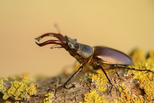 Thundergugi, firecracker, stag beetle, horn shredder, Lucanus cervus, Schr&ouml;ter, Beetle, Coleoptera, insects, insects, beetles, male, stag beetle