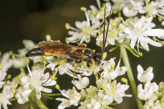 A parasitic wasp (Ichneumonidae sp.) on the delicate white inflorescences of wild angelica (Angelica silvestris), Baden-W&uuml;rttemberg, Germany