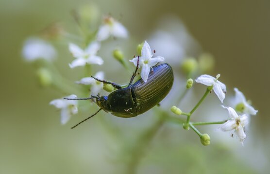 Carabidae, egg-shaped roadstrider, matte black street beetle, oodes helopioides, beetles, coleoptera, insects, beetles, ground beetles