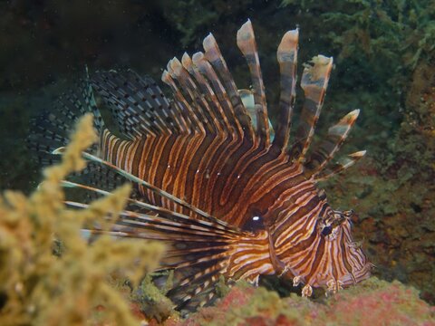 Pacific red lionfish (Pterois volitans), invasive species, dive site Rolex Reef, Destin, Panhandle, Gulf of Mexico, Florida, USA