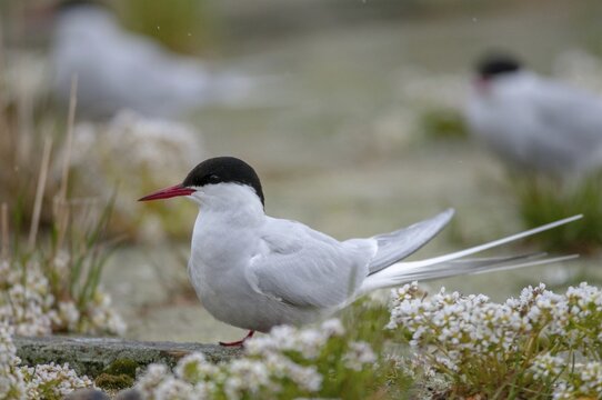 Arctic tern, arctic tern, Norway, sterna paradisaea, varanger, birds, charadriiformes, limikolen, terns, sternidae, tern, birds