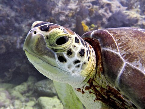 Close-up of a Hawksbill sea turtle (Eretmochelys imbricata imbricata) showing its distinctive facial features. Dive site John Pennekamp Coral Reef State Park, Key Largo, Florida Keys, Florida, USA