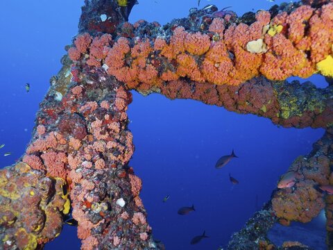 Colourfully overgrown metal structure of a shipwreck under water with fish swimming past. Dive site wreck of the USS Spiegel Grove, John Pennekamp Coral Reef State Park, Key Largo, Florida Keys, Florida, USA