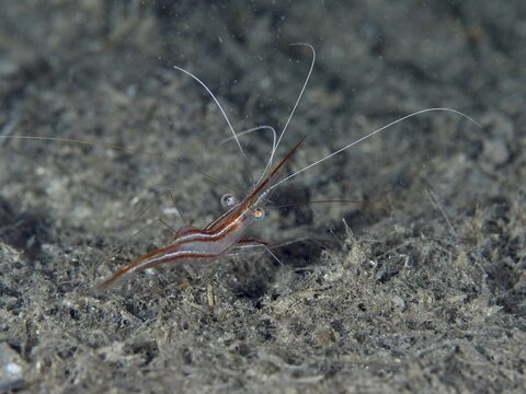 Brown shrimp, unicorn shrimp (Plesionika narval), with long antennae on the seabed, dive site peninsula Giens, Mediterranean Sea, Porquerolles, Provence, C&ocirc;te d'Azur, France