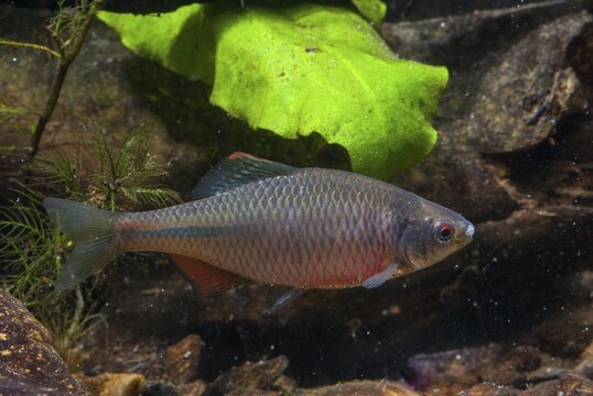 Bitterling, Rhodeus Amarus, Rhodeus Sericeus Amarus, Pisces, Fishes, Pisces
