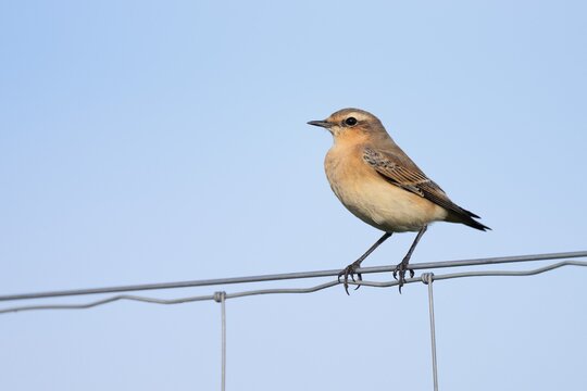 A wheatear (Oenanthe oenanthe) perched on a fence, North Rhine-Westphalia, Germany