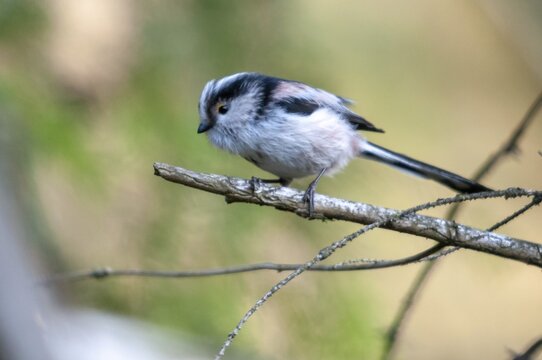 Aegithalos caudate, long-tailed tit, birds, tits, passeri, songbirds, songbirds, tits, birds