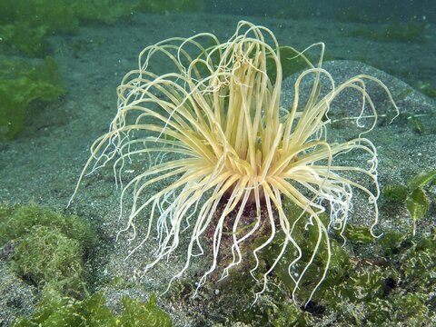 Delicate tentacles of the filiform cylinder rose (Cerianthus filiformis) underwater on a sandy seabed, Secret Bay dive site, Gilimanuk, Bali, Indonesia