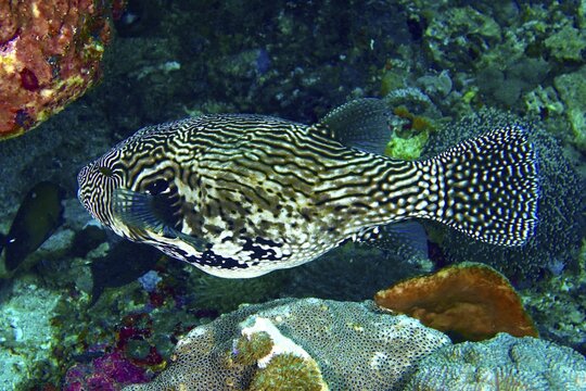 A black-and-white-striped Yellowfin Puffer, the map pufferfish (Arothron mappa), swims above a colourful reef, SD dive site, Nusa Ceningan, Nusa Penida, Bali, Indonesia