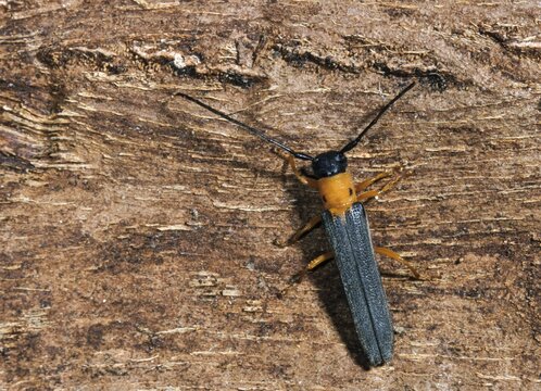 Honeysuckle linebuck, hedgehog lineborn, oberea pupillata, root-spotted lineborn, beetle, longhorn beetle, insects, beetles