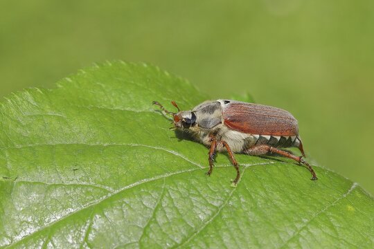 Cockchafer (Melolontha melolontha), field cockchafer, female on a leaf, Wilden, North Rhine-Westphalia, Germany