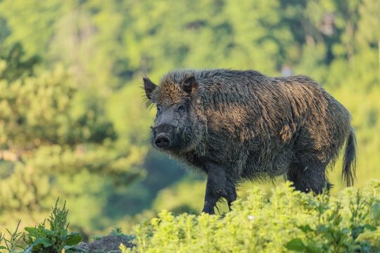 A male wild boar (Sus scrofa) stands on a mound in a green clearing on a sunny morning. Bavaria, Germany