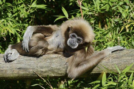 A white-handed gibbon or Lar (Hylobates lar) is lying on a tree trunk, found in Asia