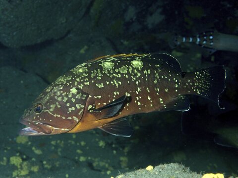 A fish with yellow-brown colouring and spots, the Dusky Grouper (Epinephelus marginatus), swimming calmly, dive site: El Cabron Marine Reserve, Arinaga, Gran Canaria, Spain, Europe, Atlantic Ocean