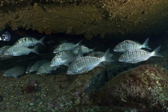 A school of bream, marble bream (Lithognathus mormyrus), beneath a piece of wreckage in the sea, at the Condesito Wreck dive site, Las Galletas, Tenerife, Canary Islands, Spain