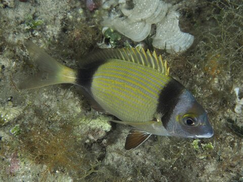 A yellow and black striped fish, two-banded seabream (Diplodus vulgaris), rests on the seabed in a seaweed landscape. Dive site House reef, Stoja, Pula, Croatia, Mediterranean Sea