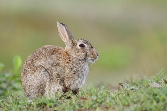 Wild rabbit (Oryctolagus cuniculus), North Rhine-Westphalia, Germany