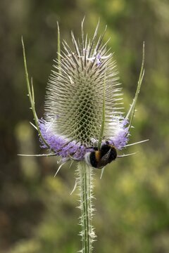 Wild teasel (Dipsacus fullonum), in flower, with a bumblebee, Baden-W&uuml;rttemberg, Germany