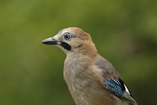 Eurasian jay (Garrulus glandarius), animal portrait, Wilden, North Rhine-Westphalia, Germany