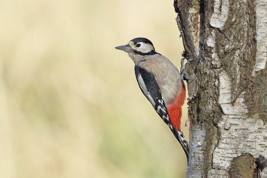 Great spotted woodpecker (Dendrocopus major), female, foraging on the trunk of a common birch (Betula pendula), wildlife, woodpeckers, nature photography, autumn, Wilnsdorf, North Rhine-Westphalia, Germany