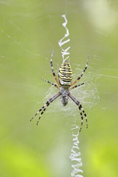 Wasp spider, zebra spider (Argiope bruennichi) on its web in a blackberry bush in a vineyard, Cochem, Moselle, Rhineland-Palatinate, Germany