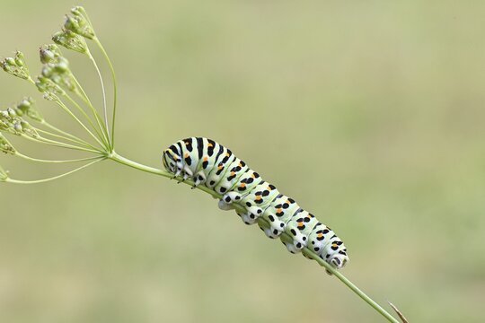 Swallowtail caterpillar (Papilio machaon), caterpillar sitting on Wild carrot (Daucus carota), Trupbacher Heide nature reserve with heathland and nutrient-poor grassland, former military training area, Siegerland, North Rhine-Westphalia, Germany