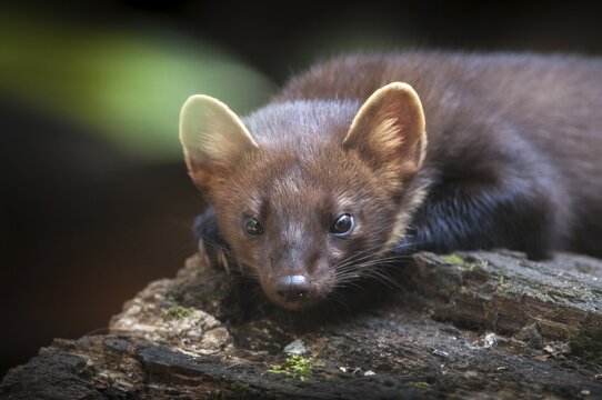 Tree martens, carnivora, European pine species, martes martes, pine species, predators, mammals, raptors, mammals, mammals