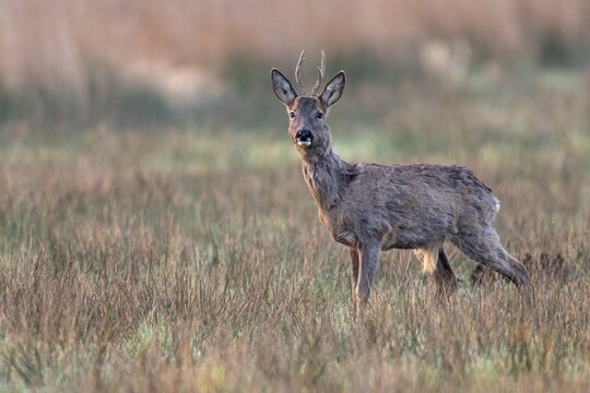 Roebuck (Capreolus capreolus) in its winter coat, Vechta, Lower Saxony, Germany