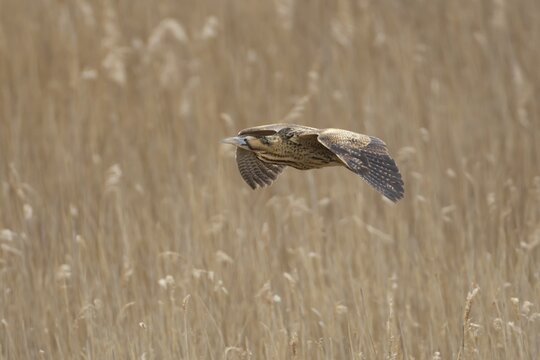 Eurasian or Great bittern (Botaurus stellaris) adult bird flying over a reedbed in spring, RSPB Minsmere nature reserve, Suffolk, England, United Kingdom