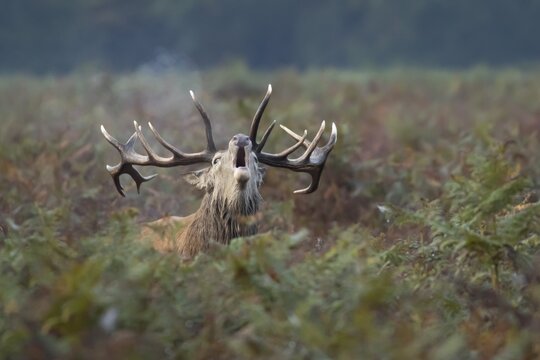 Red deer (Cervus elaphus) adult male stag animal roaring during the rutting season in bracken, England, United Kingdom