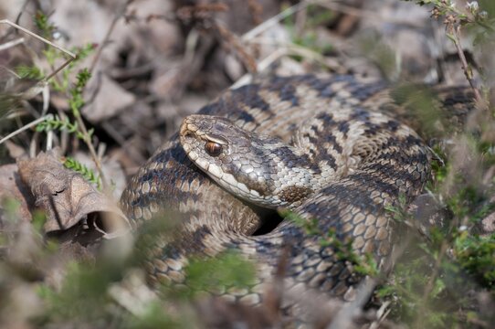 European adder, European viper, venomous snake, vipera berus, critters, poisonous reptilia, reptilia, snakes, snakes