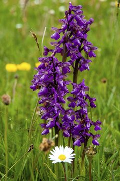Small orchid, fool's cap, orchids, orchid family, orchis morio, salep orchid, satyrion, Sweden, stendelwurz, flora, green-veined orchid, green-winged orchid, high size, portrait format, plants, Sweden, &Ouml;land