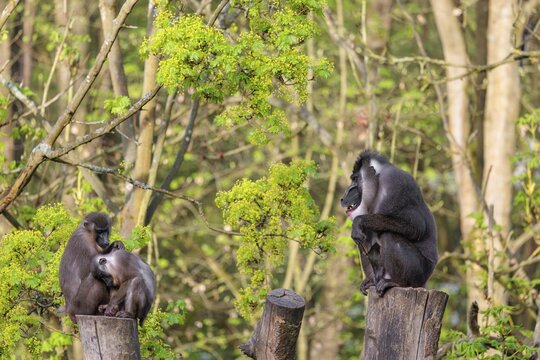 Three Drills (Mandrillus leucophaeus), a male and two females, sit high up on the two stumps of a cut tree and enjoy the early sunlight. A green forest can be seen in the background