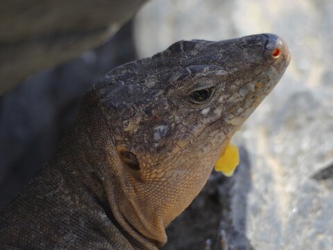 Close-up of the head of a Gran Canaria giant lizard (Gallotia stehlini) on a rock, showing its distinctive facial features, Gran Canaria, Spain